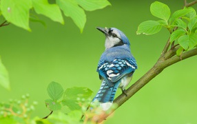 Маленькая голубая сойка сидит на ветке дерева