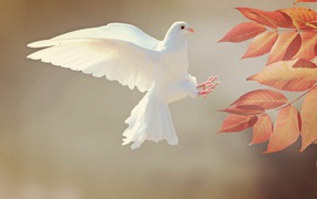 Красивый белый голубь у желтых листьев