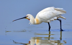 Красивая белая цапля стоит в воде
