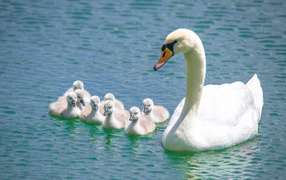 Красивый белый лебедь - шипун с птенцами в воде 