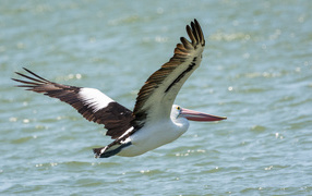 Большая птица пеликан летит над водой