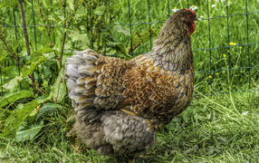 Большая домашняя курица на зеленой траве  