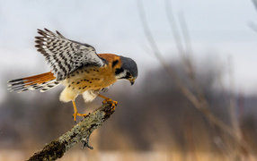 Хищная птица сокол сидит на ветке 