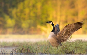 Гусь у водоема готовится взлететь 