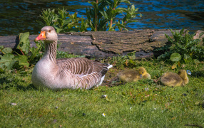 Гусыня с маленькими гусятами лежат на зеленой траве