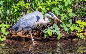 Серая цапля охотится в воде