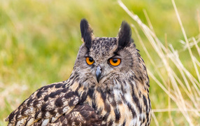 Большая ушастая сова с желтыми глазами