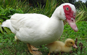 Большая белая утка с маленьким утенком