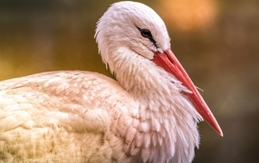 Большой белый аист с красным клювом 