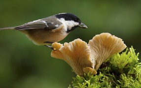 Маленькая синица сидит на грибе