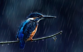 Маленькая птица зимородок на ветке под дождем