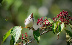 Маленькая птичка на ветке с красными ягодами