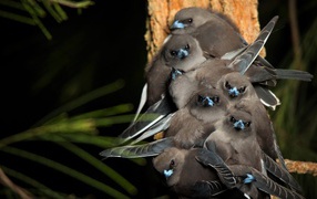 Маленькие птички породы Серый юнко сидят на ветке