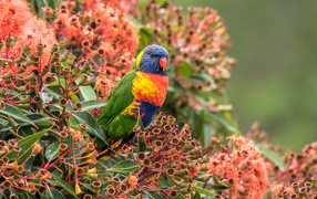 Многоцветный лорикет сидит на экзотическом цветке 