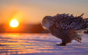 Сова на снегу в лучах солнца на закате 