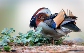 Спящая разноцветная уточка мандаринка 