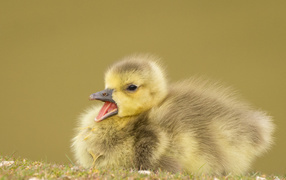 Маленький утенок с открытым клювом