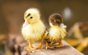 Два маленьких милых мокрых утенка