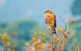 Желтый хищный ястреб сидит на ветке 