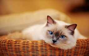 Голубоглазый красивый кот лежит в плетеной корзине