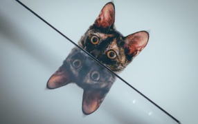 Любопытный кот отражается в поверхности стола