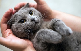 Серый кот британец лежит на руках у человека