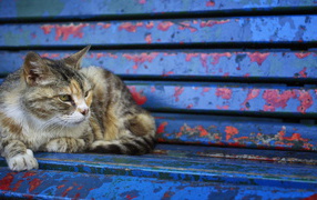 Серый бездомный кот лежит на старой лавке