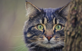 Большой серый кот выглядывает из - за дерева 