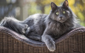 Большой зеленоглазый пепельный кот лежит на спинке кресла