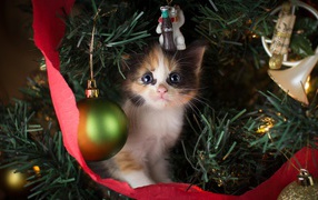Маленький милый котенок сидит на нарядной елке на новый год