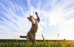 Рыжий кот играет на зеленой траве под красивым небом