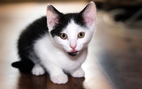 Маленький черно-белый котенок с высунутым языком