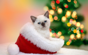 Маленький котенок сидит в шапке Санта Клауса на новый год