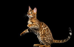 Красивая Бенгальская кошка на черном фоне