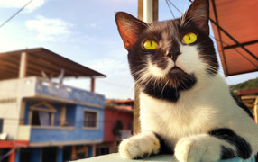 Красивый черно-белый кот с большими желтыми глазами