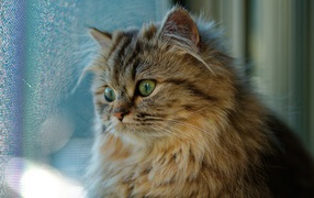 Красивый пушистый зеленоглазый кот смотрит в окно