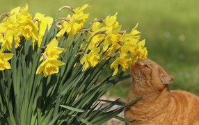 Красивый рыжий кот нюхает желтые нарциссы на клумбе