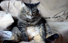 Большой грустный серый кот сидит на диване