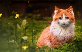 Голубоглазый рыжий кот сидит в зеленой траве