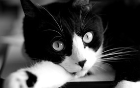 Кот крупным планом черно-белое фото
