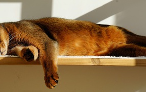 Кошка спит на полке 