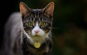 Любопытный серый кот с подвеской на шее