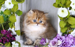 Забавный пушистый котенок с цветами