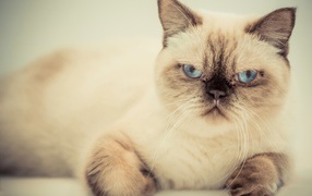 Хмурый красивый голубоглазый кот