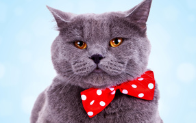 Серый британский кот с большим красным бантом в горошек