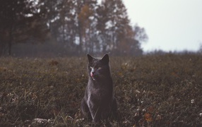 Серый кот видит траве осенью