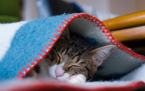 Серый кот спит под теплым одеялом