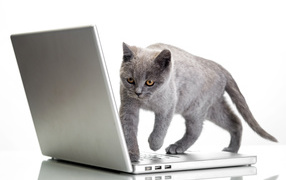 Серый кот стоит на ноутбуке на белом фоне