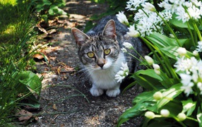 Серый кот с зелеными глазами в цветах 