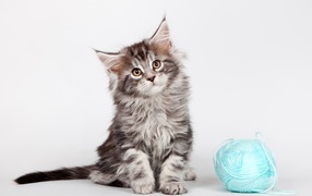 Серый котенок породы мейн- кун с клубком голубых ниток